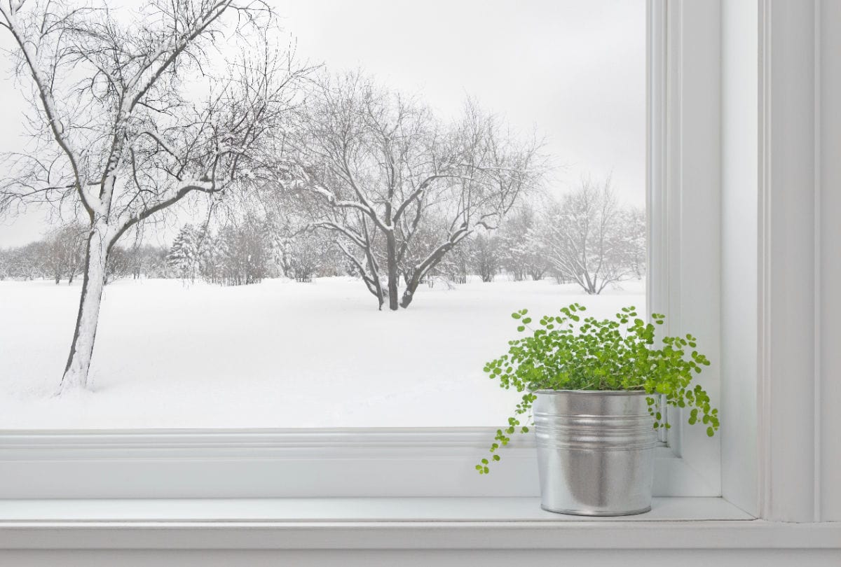 scene of a snowy winter garden from the window sill with a green plant on the sill